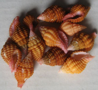 Cantharus pulcher 12 pcs.